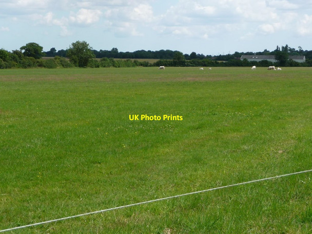 Photo 6"x4" White cattle grazing Mellis Common Little Green\/TM0774 c2017