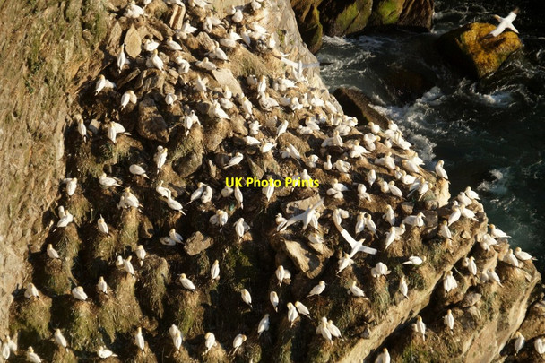 Photo 6"x4" Nesting gannets on the Neap, Hermaness Burrafirth c2017