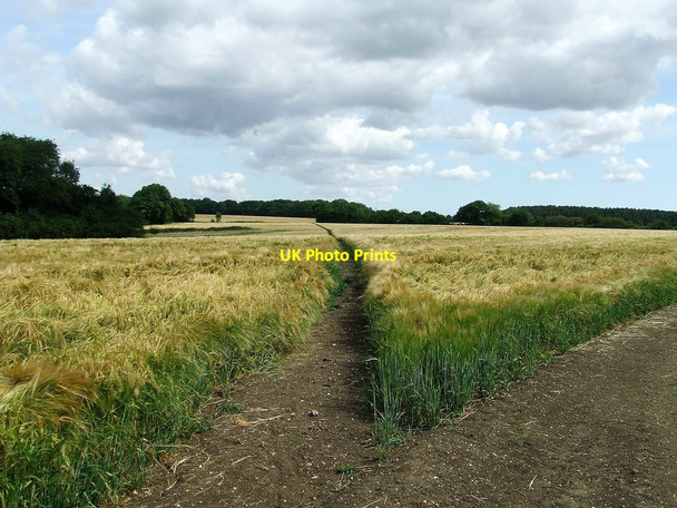 Photo 6"x4" Footpath Across Barley Field Langley\/TL4434 c2017