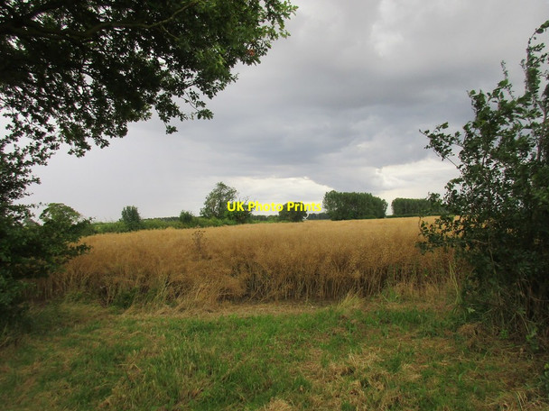 Photo 6"x4" Ripe oilseed rape under a threatening sky Arnold\/TA1241 c2017