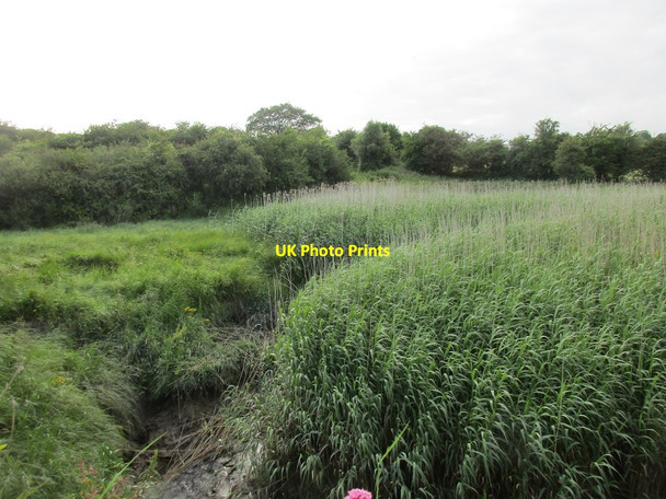 Photo 6"x4" Reed bed near Forristalstown Glenmore\/S6622 c2017