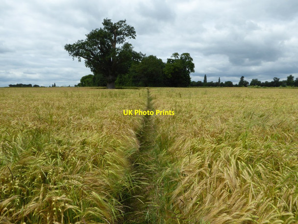 Photo 6"x4" Footpath through a barley field Holly Green\/SO8641 c2016