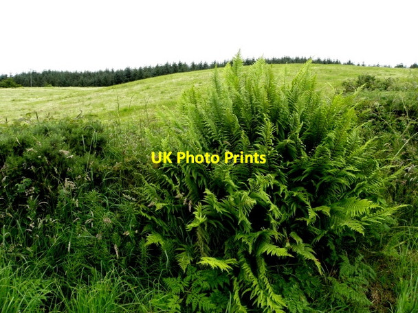 Photo 6"x4" Carryglass Townland Trillick c2016