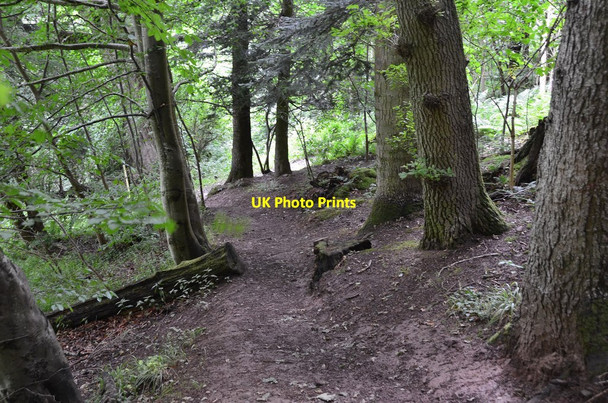 Photo 6"x4" Path through the trees near Cowdenknowes Earlston\/NT5738 c2016