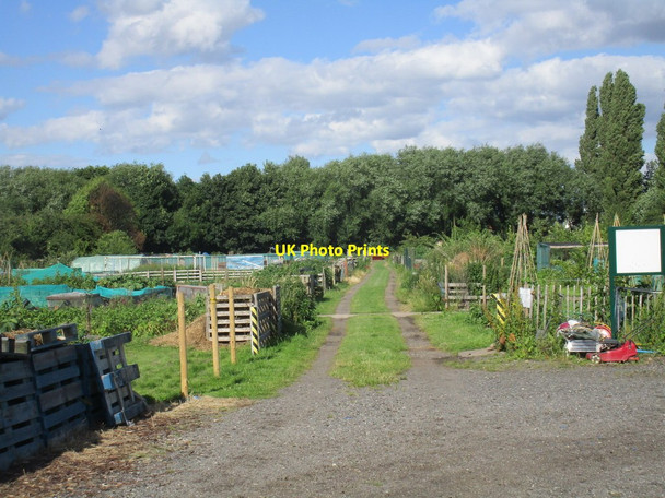 Photo 6"x4" Allotments off Stubbing Lane Worksop c2016