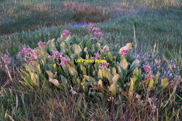 Photo 6"x4" Plant on Southport Sands Southport c2016