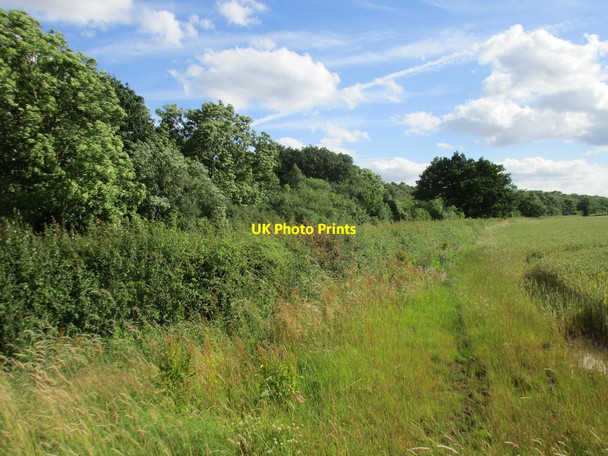 Photo 6"x4" Alongside Owday Wood Cotterhill Woods c2016
