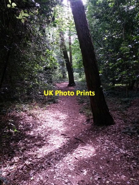 Photo 6"x4" Talbot Village: footpath N10 goes through the woods Ensbury Park c2016
