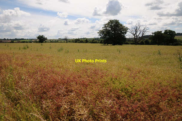 Photo 6"x4" An oil seed rape crop Grove End\/SP3039 c2016