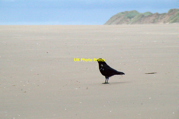 Photo 6"x4" Carrion Crow (Corvus corone), Mad Wharf, Formby Formby c2016