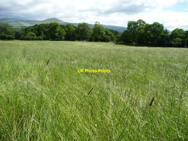 Photo 6"x4" Unmown meadow, north-east of Hungriggs Appleby-in-Westmorland c2016