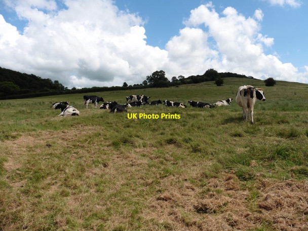 Photo 6"x4" Cattle on Socombe Hill Edington\/ST3839 c2016