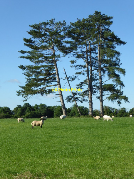 Photo 6"x4" Pine trees Pirton\/SO8847 c2016