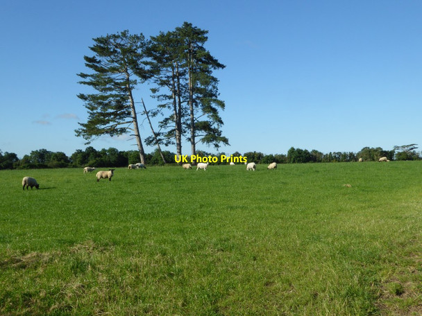 Photo 6"x4" Sheep grazing in a field Pirton\/SO8847 c2016