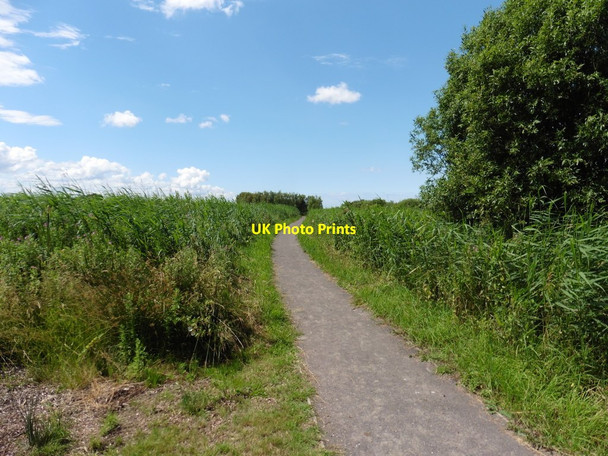 Photo 6"x4" Path through Greylake RSPB reserve Greylake c2016