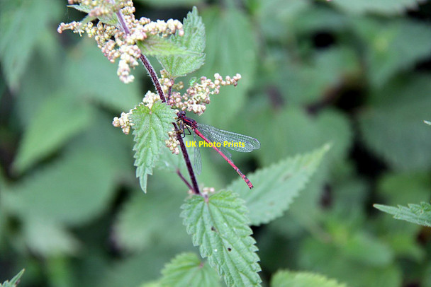 Photo 6"x4" Large Red Damselfly on Stinging Nettle Duddington c2016