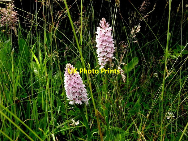 Photo 6"x4" Wild orchids, Faccary Mountfield\/H5378 c2016