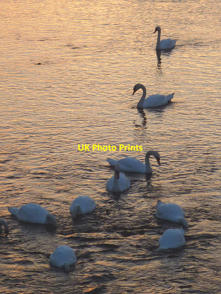 Photo 6"x4" Swans feeding at Conder Bridge Conder Green c2016