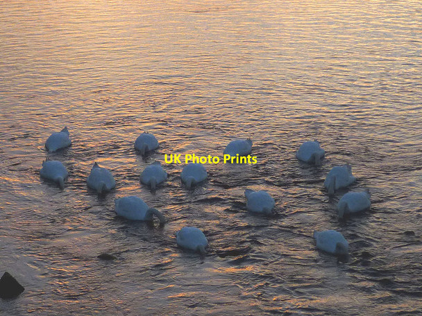 Photo 6"x4" Heads down at Conder Bridge Conder Green c2016