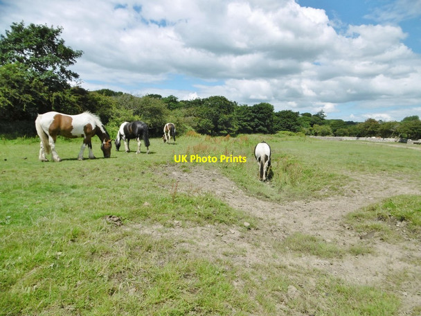 Photo 6"x4" Ogmore, horse grazing Merthyr Mawr c2016