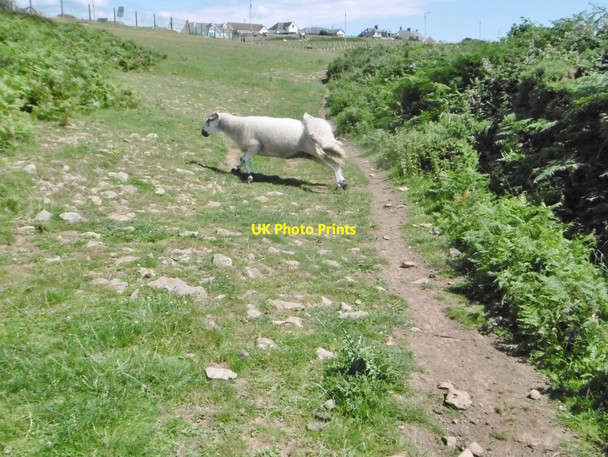 Photo 6"x4" Ogmore-by-Sea, untidy sheep Ogmore-by-Sea c2016
