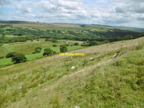 Photo 6"x4" Tor Clawdd, sheep grazing Rhyd-y-gwin c2016