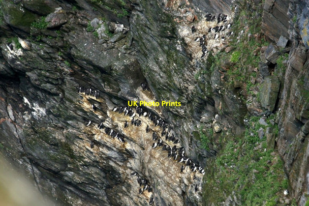 Photo 6"x4" Guillemots (Uria aalge), Kame of Flouravoug, Hermaness Burrafirth c2016