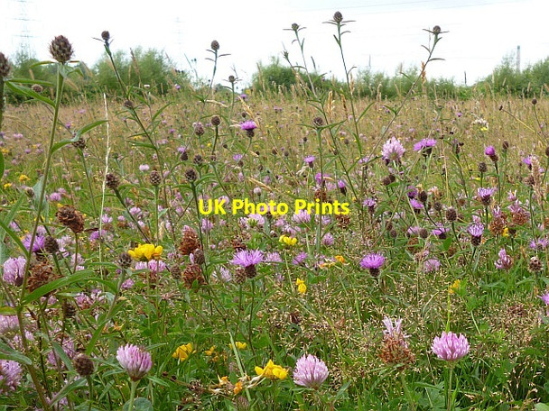 Photo 6"x4" Summer flowers, Solutia Nature Reserve Broadstreet Common\/ST3584 c2016