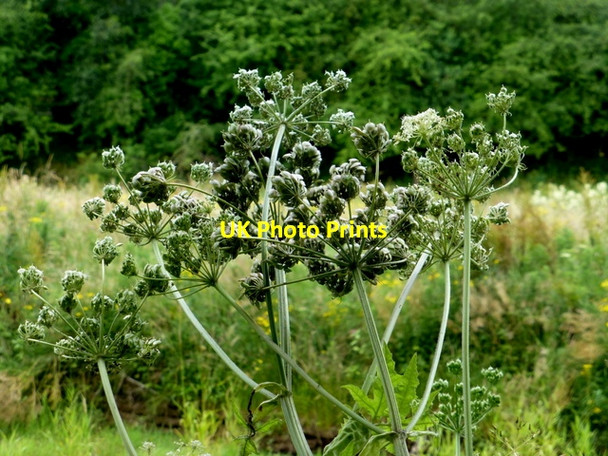 Photo 6"x4" Common hogweed, Cranny Omagh c2016