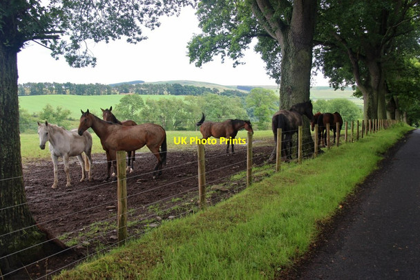 Photo 6"x4" Horses at Dyke's Strip, Bedrule Bedrule c2016