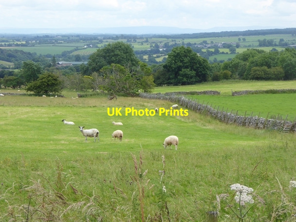 Photo 6"x4" Field with sheep south of Newbiggin Newbiggin\/NY4729 c2016