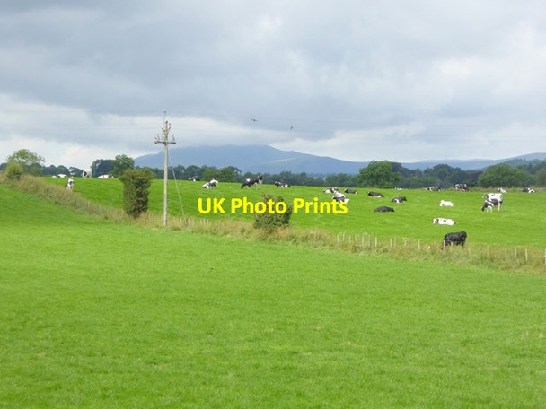 Photo 6"x4" Field with cows at Newton Reigny Newton Reigny c2016
