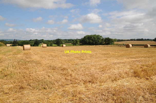 Photo 6"x4" Field of straw bales Sollers Dilwyn c2016
