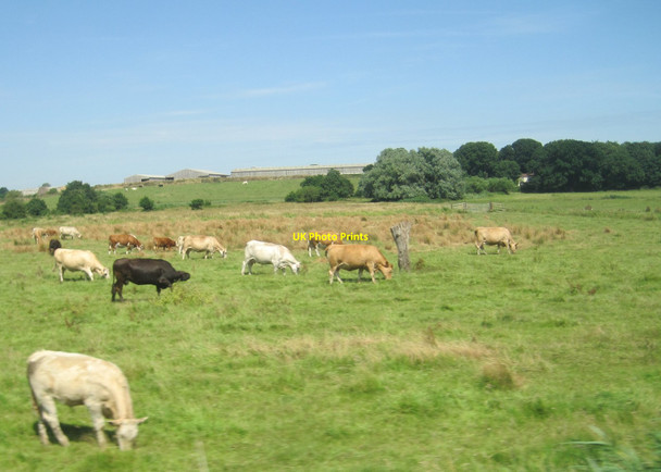 Photo 6"x4" View from a Norwich-Great Yarmouth train - cows grazing near Limpenhoe Limpenhoe c2016