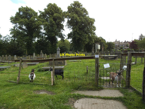 Photo 6"x4" Goats in St Wilfrid's churchyard Apperley Bridge c2016