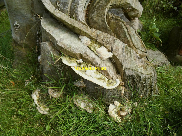 Photo 6"x4" Bracket fungus on the Calverley Angel Apperley Bridge c2016