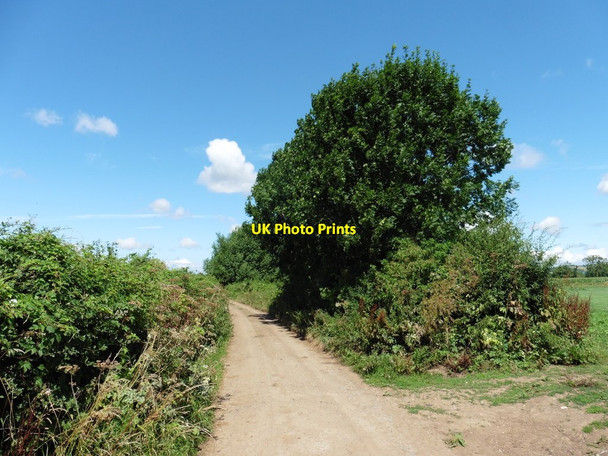 Photo 6"x4" Lane on Sedgemoor Level Greylake c2016
