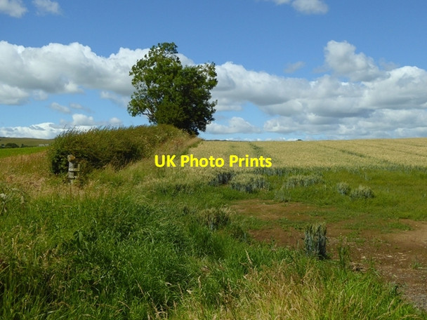 Photo 6"x4" Wheat field near Middle Barton Whittingham c2016