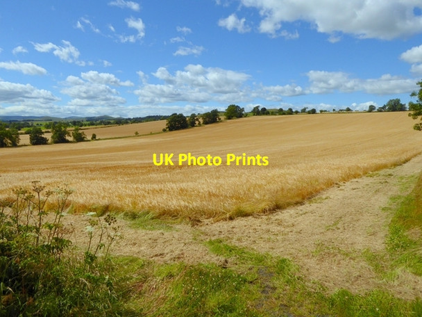 Photo 6"x4" Barley field at Shawdon Hill Glanton c2016