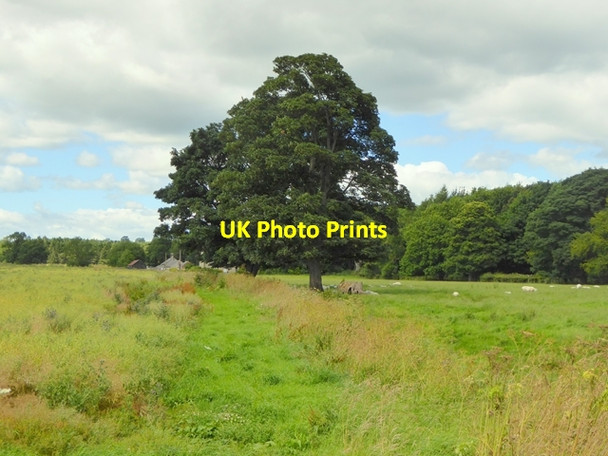 Photo 6"x4" Field near Shawdon Hall Glanton c2016