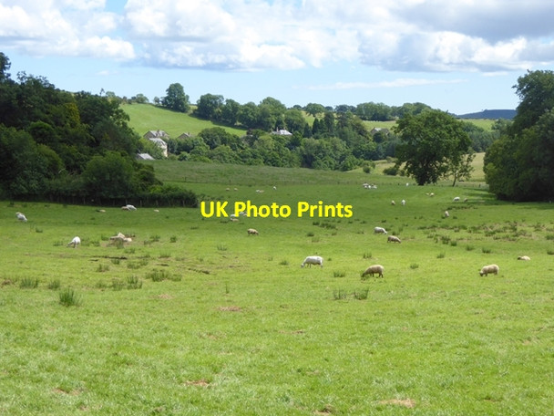 Photo 6"x4" Field with sheep, Eglingham Eglingham c2016