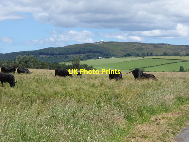 Photo 6"x4" Bullocks in field near Bolton Bolton\/NU1013 c2016