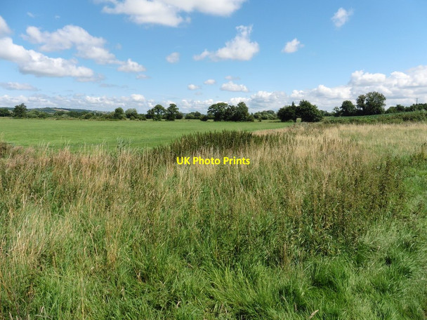 Photo 6"x4" Sedgemoor Level Bussex c2016