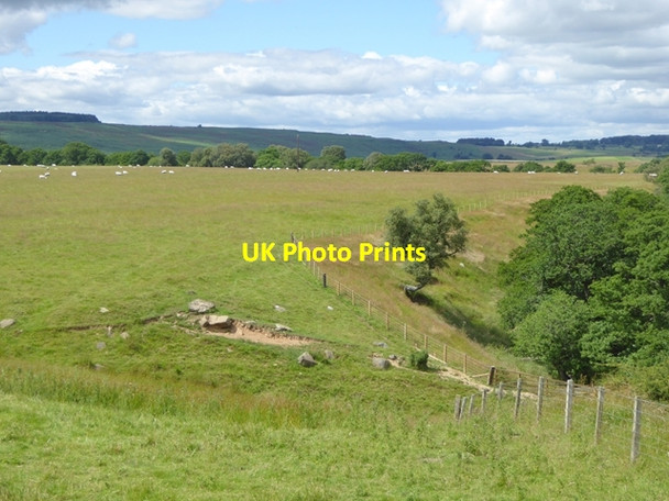 Photo 6"x4" Field with sheep near Shipleymoor Eglingham c2016
