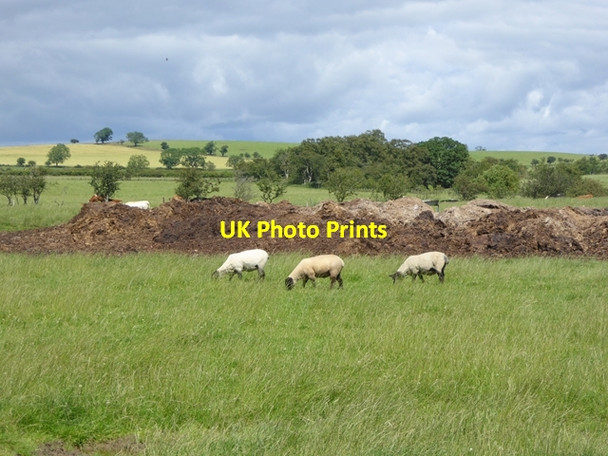 Photo 6"x4" Field with sheep near Shipley Smallburns Eglingham c2016