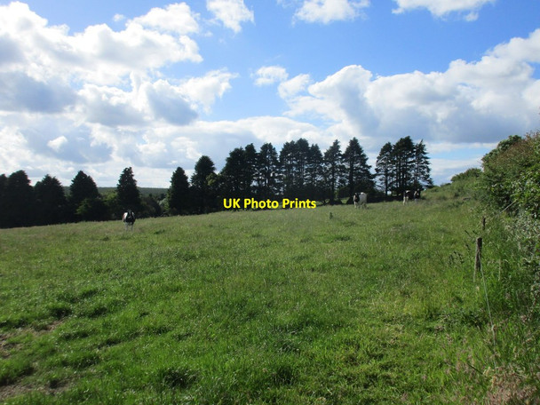 Photo 6"x4" Grazing cattle Clonmult c2016