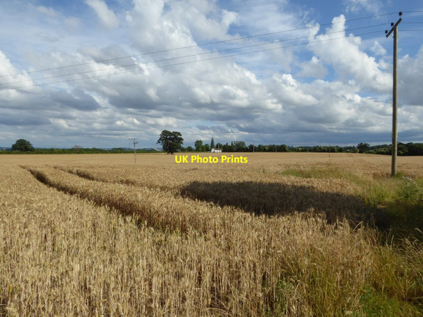 Photo 6"x4" Wheat field in Hanley Castle Church End\/SO8341 c2016