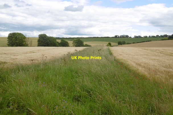 Photo 6"x4" Barley, Pencaitland Pencaitland c2016