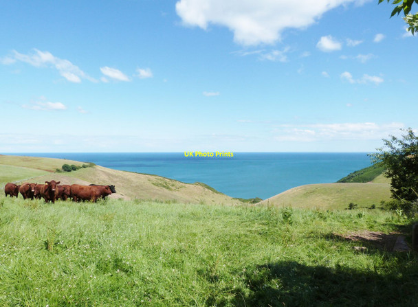 Photo 6"x4" Cattle grazing above the valley that drops down to Scabbacombe Sands Hillhead\/SX9053 c2016