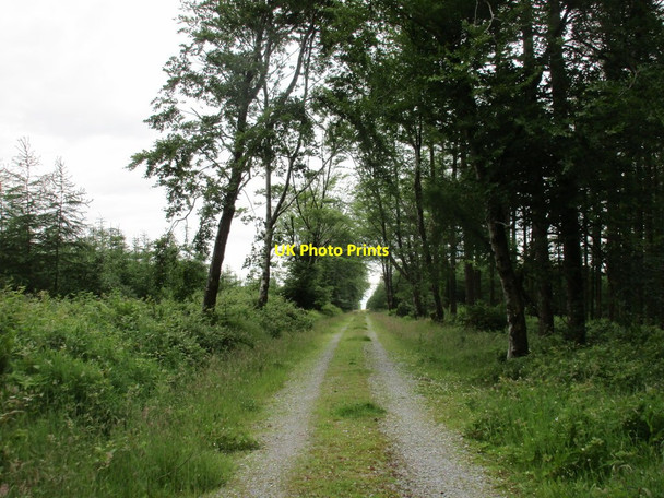 Photo 6"x4" Woodland ride Ballincurrig c2016